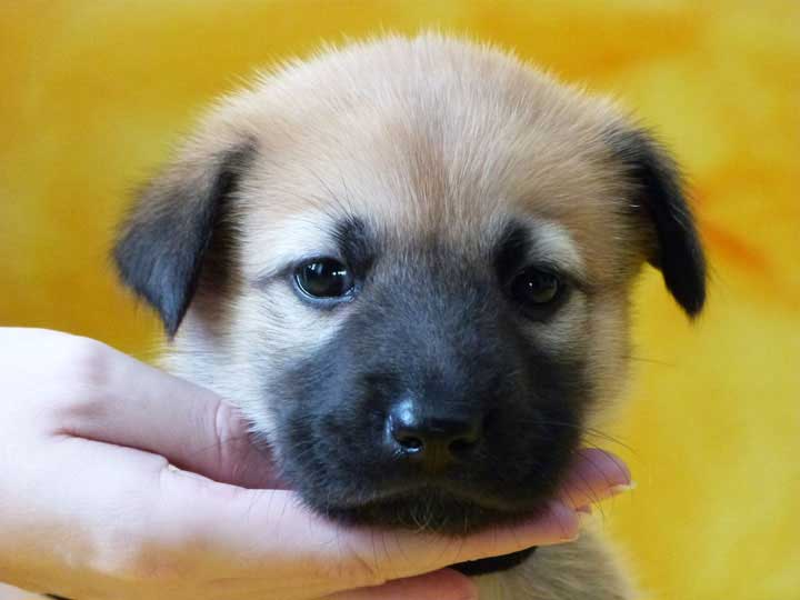 chinook puppy